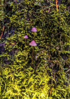 Small purple Bonnets (Mycena) grow on mossed tree trunk