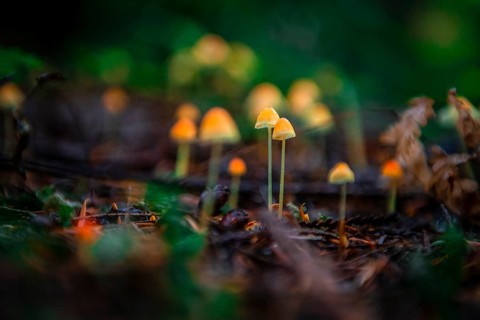 Small yellow Bonnets (Mycena) on forest floor