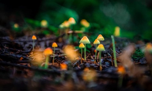 Small yellow Bonnets (Mycena) on forest floor