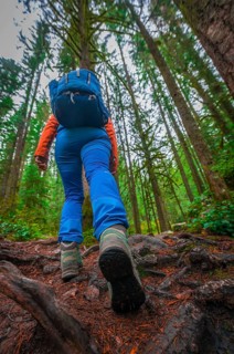 Hiker on a forest path