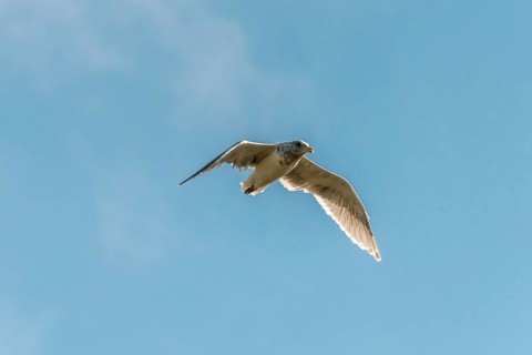 Western Gull (Larus occidentalis)