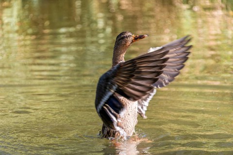 Female mallard (Anas platyrhynchos) in water