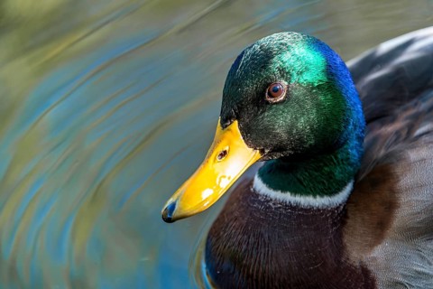 Male mallard (Anas platyrhynchos) in water