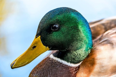 Male mallard (Anas platyrhynchos)