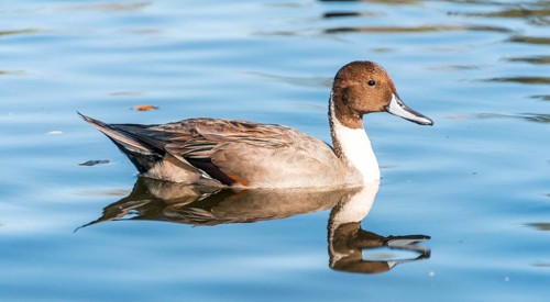 Pintail (Anas acuta) in water