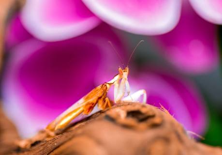 Mantis