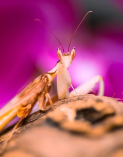 Mantis