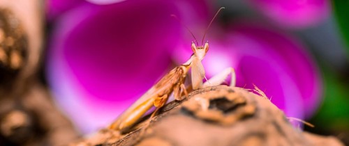 Mantis