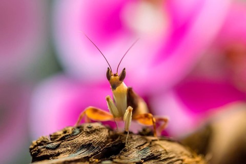 Mantis