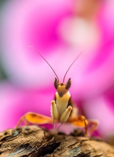 Mantis
