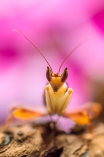 Mantis