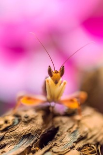 Mantis