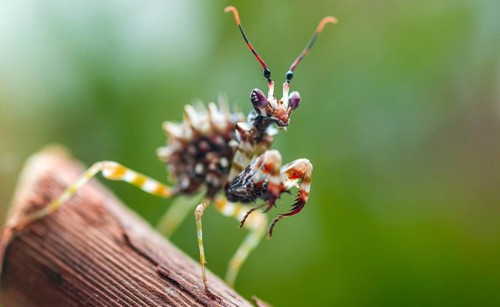 Mantis