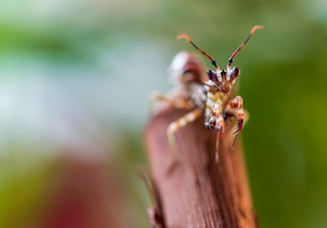 Mantis