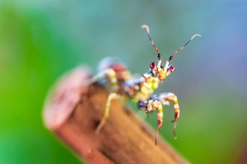 Mantis