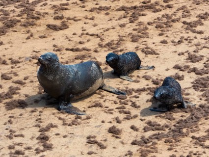 South African fur seals (Arctocephalus pusillus)