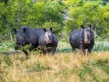 Three white rhinoceros (Ceratotherium simum) standing in the scrublands