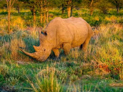 White Rhinoceros (Ceratotherium simum) grazing in the morning light