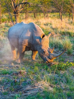 White Rhinoceros (Ceratotherium simum) grazing in the morning light