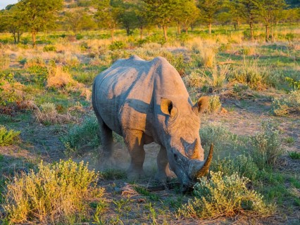 White Rhinoceros (Ceratotherium simum) grazing