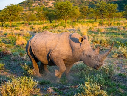 White Rhinoceros (Ceratotherium simum)