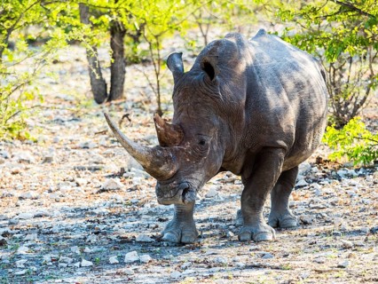 White Rhinoceros (Ceratotherium simum)