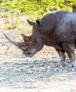 White Rhinoceros (Ceratotherium simum)
