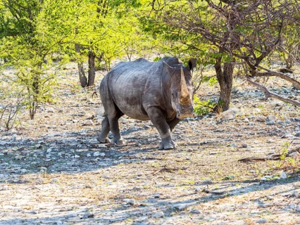 White Rhinoceros (Ceratotherium simum)