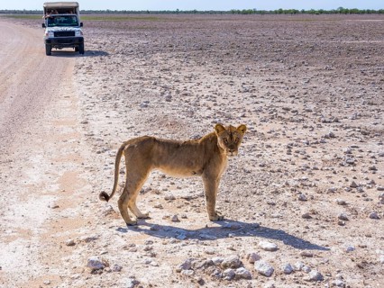 Young Lioness (Panthera leo) in front of tourist car