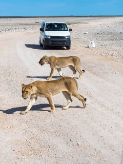Young Lionesses (Panthera leo) in front of tourist car