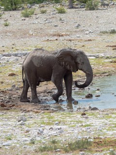 African bush elephant (Loxodonta africana) at waterhole