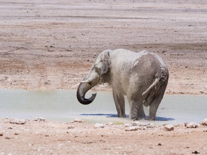 African bush elephant (Loxodonta africana) splattered with mud
