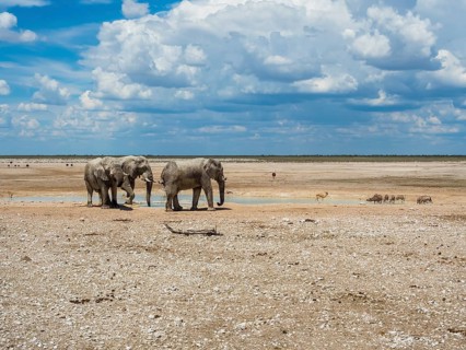 African bush elephants (Loxodonta africana) at waterhole