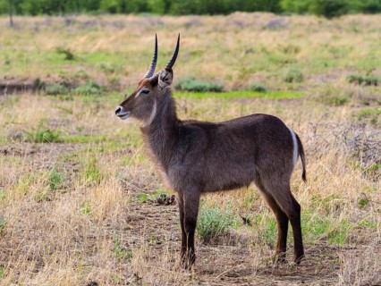 Waterbuck (Kobus ellipsiprymnus)