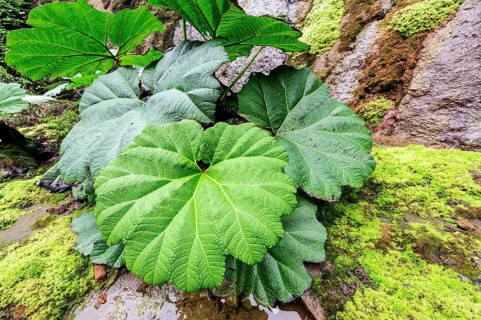 Giant rhubarb (Gunnera manicate)