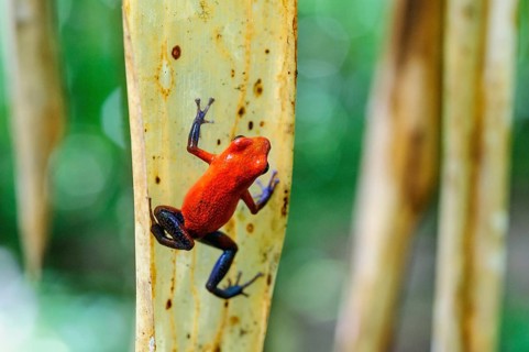 Strawberry poison-dart frog
