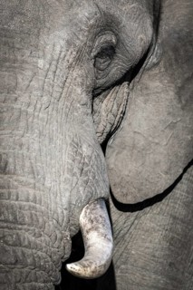 African Elephant (Loxodonta africana)