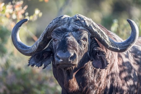 Cape buffalo (Syncerus caffer)