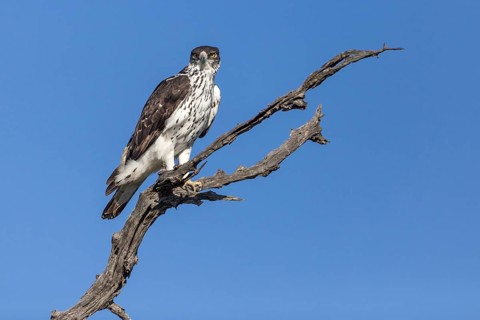 Perched African hawk eagle (Hieraaetus spilogaster)