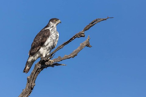 Perched African hawk eagle (Hieraaetus spilogaster)