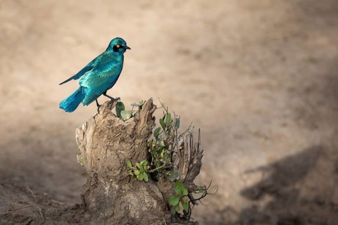 Green-breasted starling (Lamprotornis chalybaeus nordmanni) on rocky outcrop