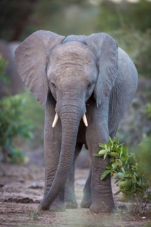 Young African bush elephant (Loxodonta africana)