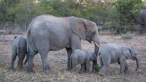 African bush elephants (Loxodonta africana)