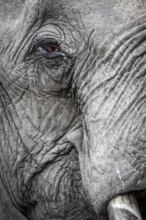 African bush elephant (Loxodonta africana)