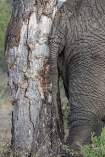 African Elephant (Loxodonta africana) against tree
