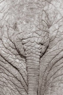 African Elephant (Loxodonta africana)