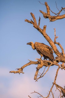 White-backed vulture (Gyps africanus) sitting on a bare tree