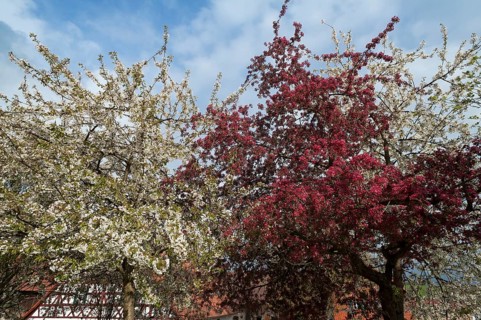 Flowering wild cherry (Prunus avium) and Malus zumi