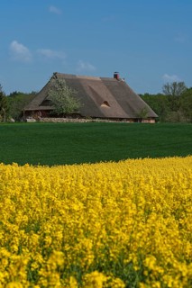 Thatched farmhouse