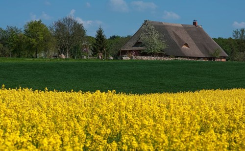 Thatched farmhouse